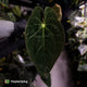 Anthurium papillilaminum 'TPP3' • wild clone