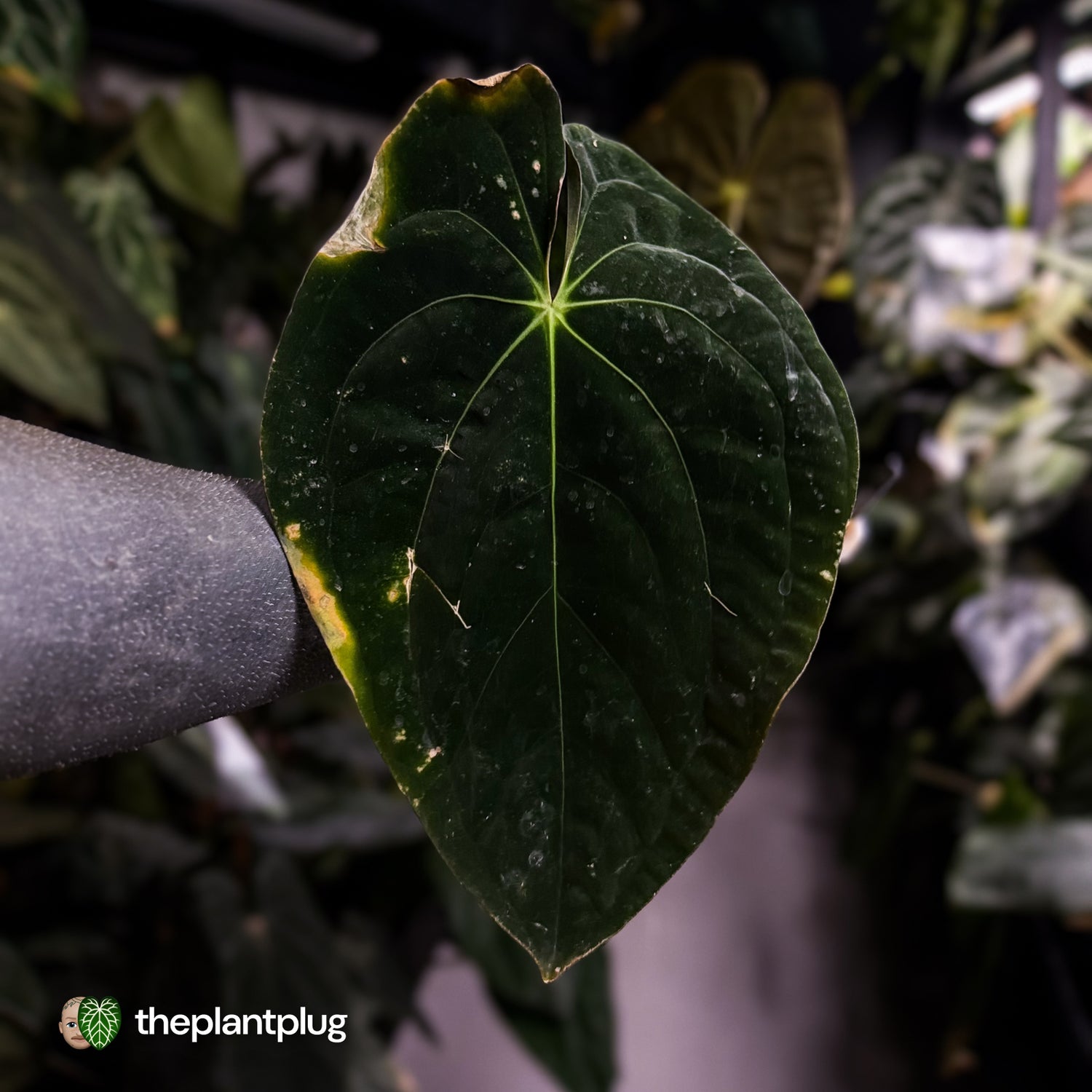 Anthurium papillilaminum 'TPP3' • wild clone