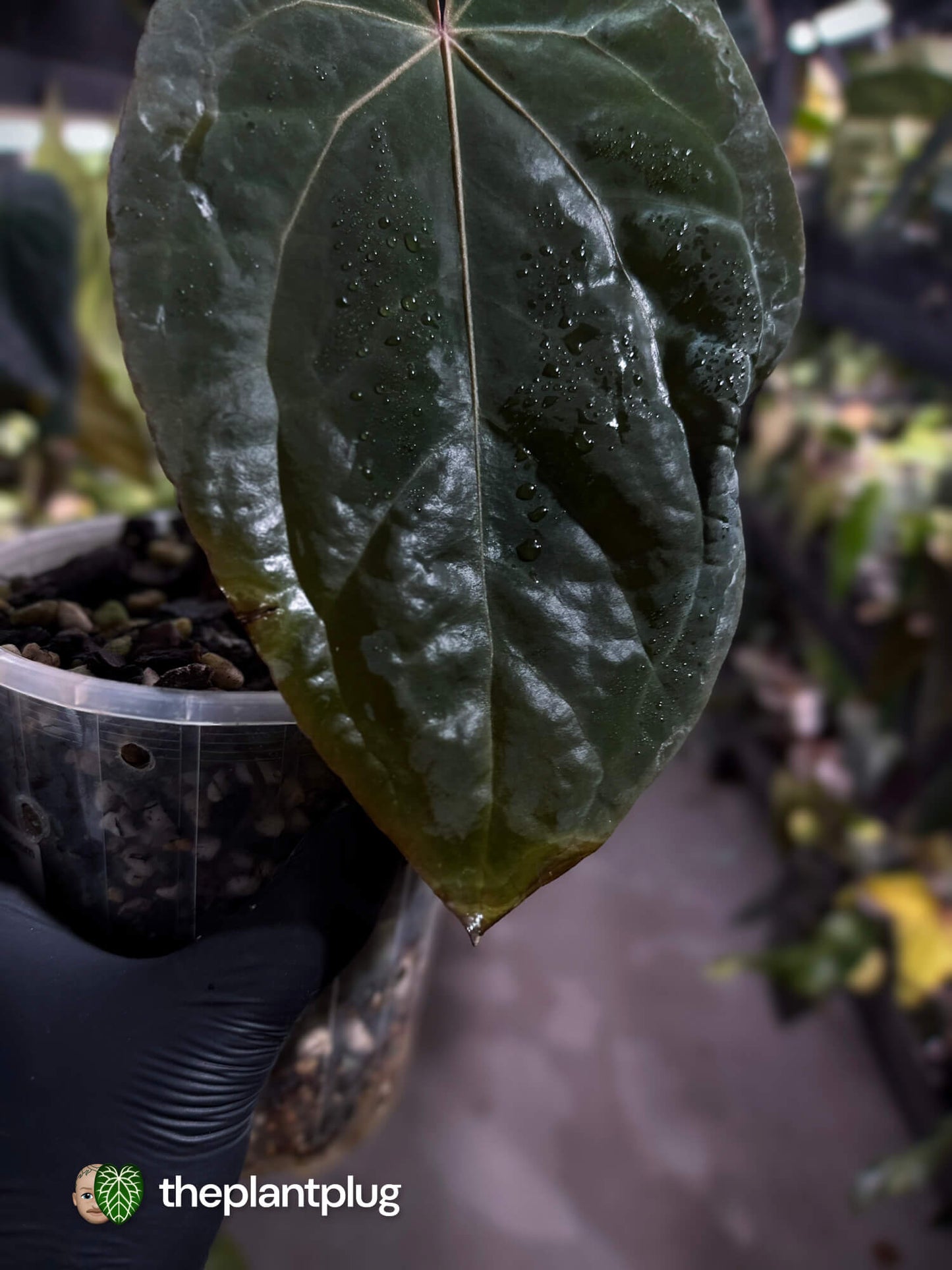 Anthurium #RubyZoisite