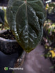 Anthurium #RubyZoisite