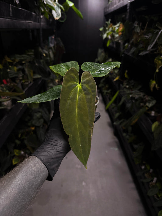 Anthurium papillilaminum ('Marshellini' x 'Dadbod') x antolakii / 'BVEP'