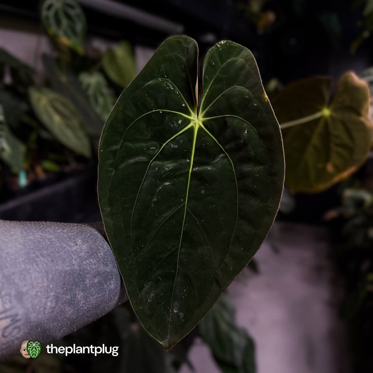 Anthurium papillilaminum 'TPP3' • wild clone