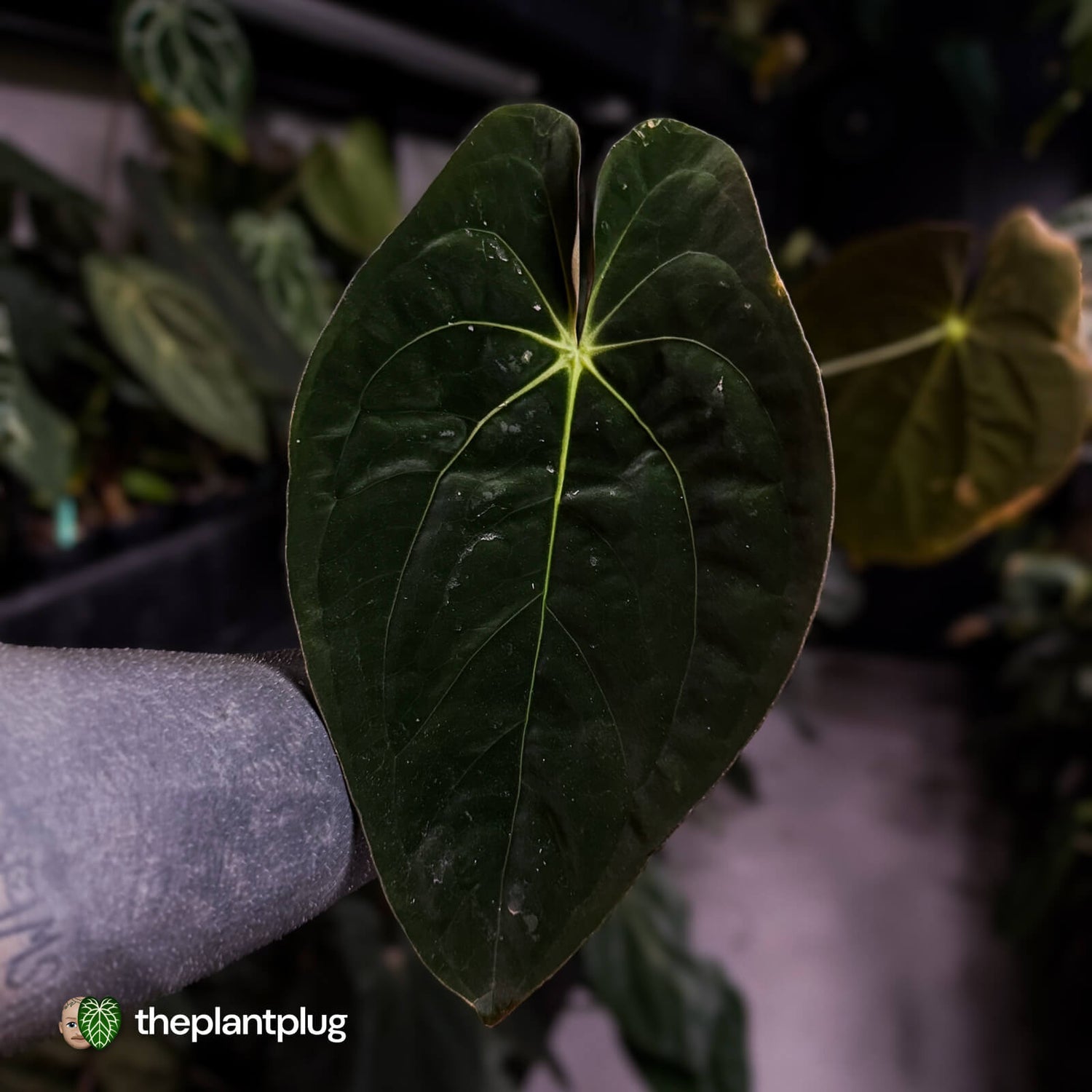 Anthurium papillilaminum 'TPP3' • wild clone