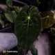 Anthurium papillilaminum 'TPP3' • wild clone