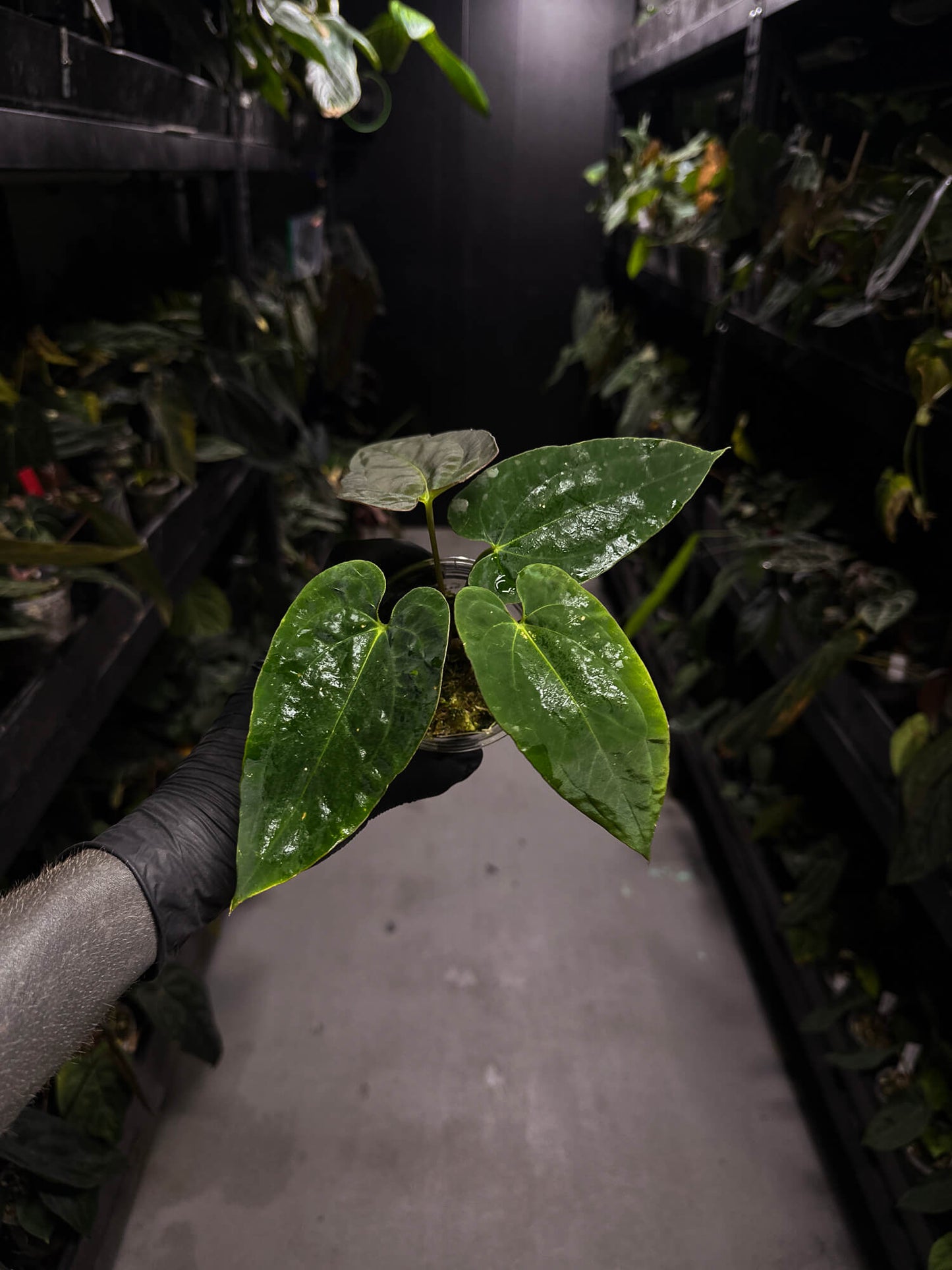 Anthurium papillilaminum ('Marshellini' x 'Dadbod') x antolakii / 'BVEP'
