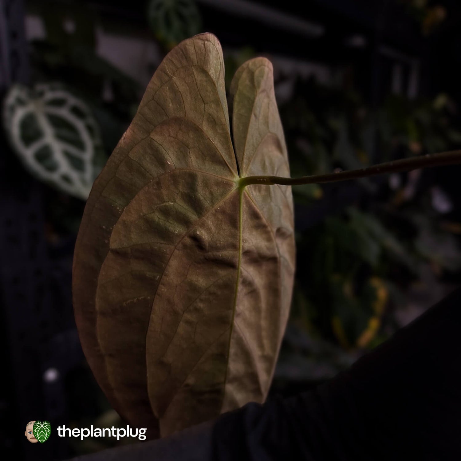 Anthurium papillilaminum 'TPP3' • wild clone