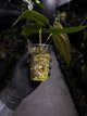 Anthurium papillilaminum ('Marshellini' x 'Dadbod') x antolakii / 'BVEP'