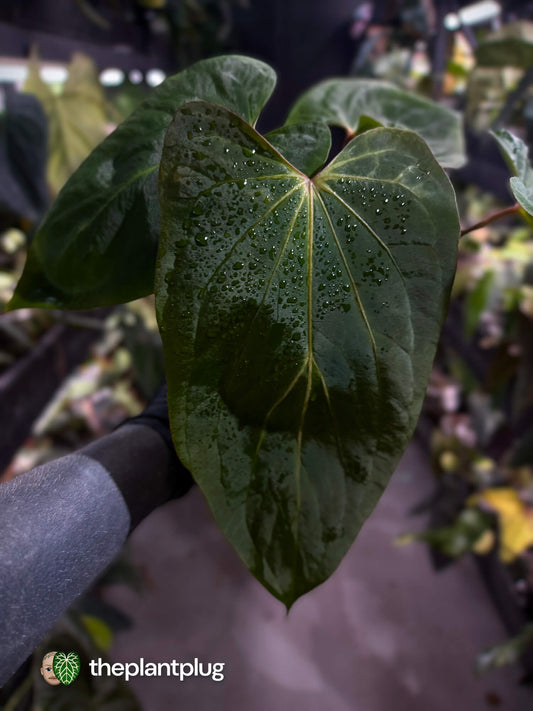Anthurium kunayalense x dressleri 🔥
