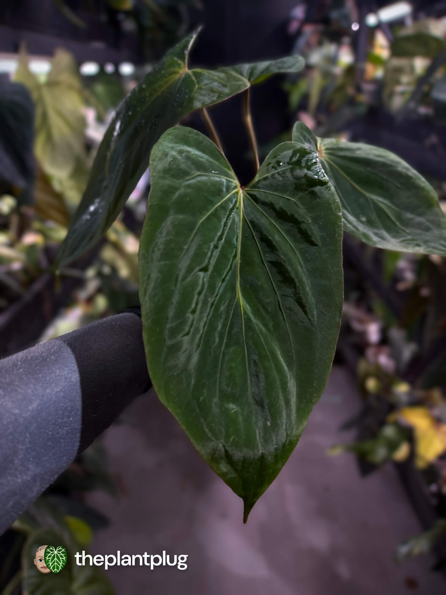 Anthurium kunayalense x dressleri 🔥