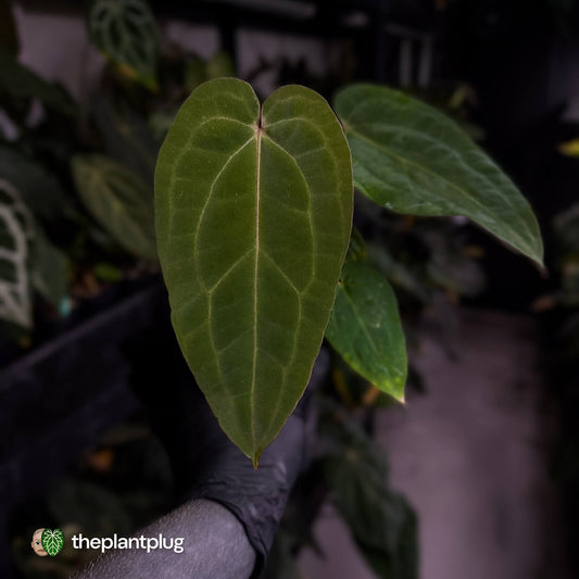Anthurium 'Ruby Zoisite' x 'Jayda' • first release 🎉