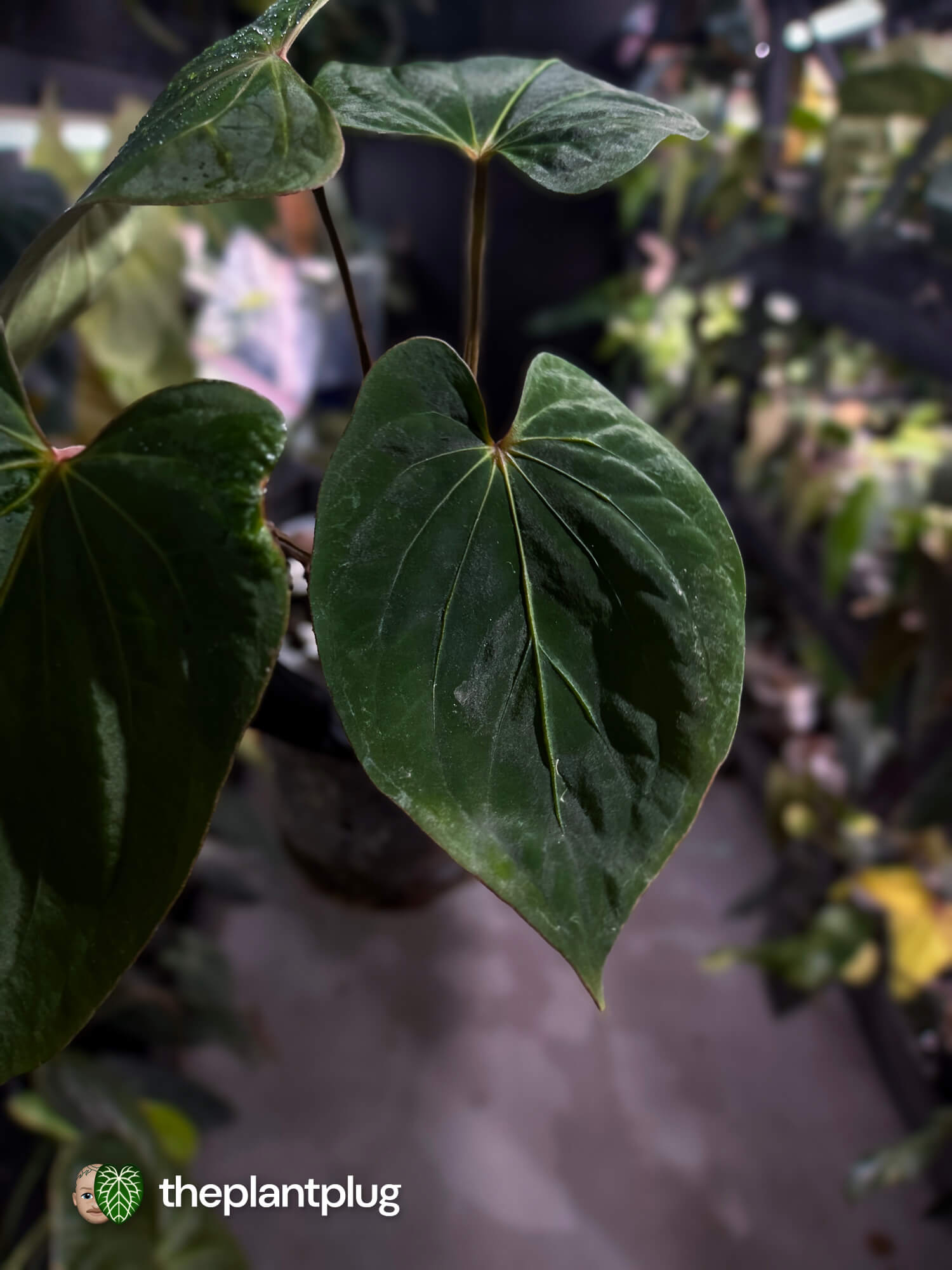 Anthurium kunayalense x dressleri 🔥