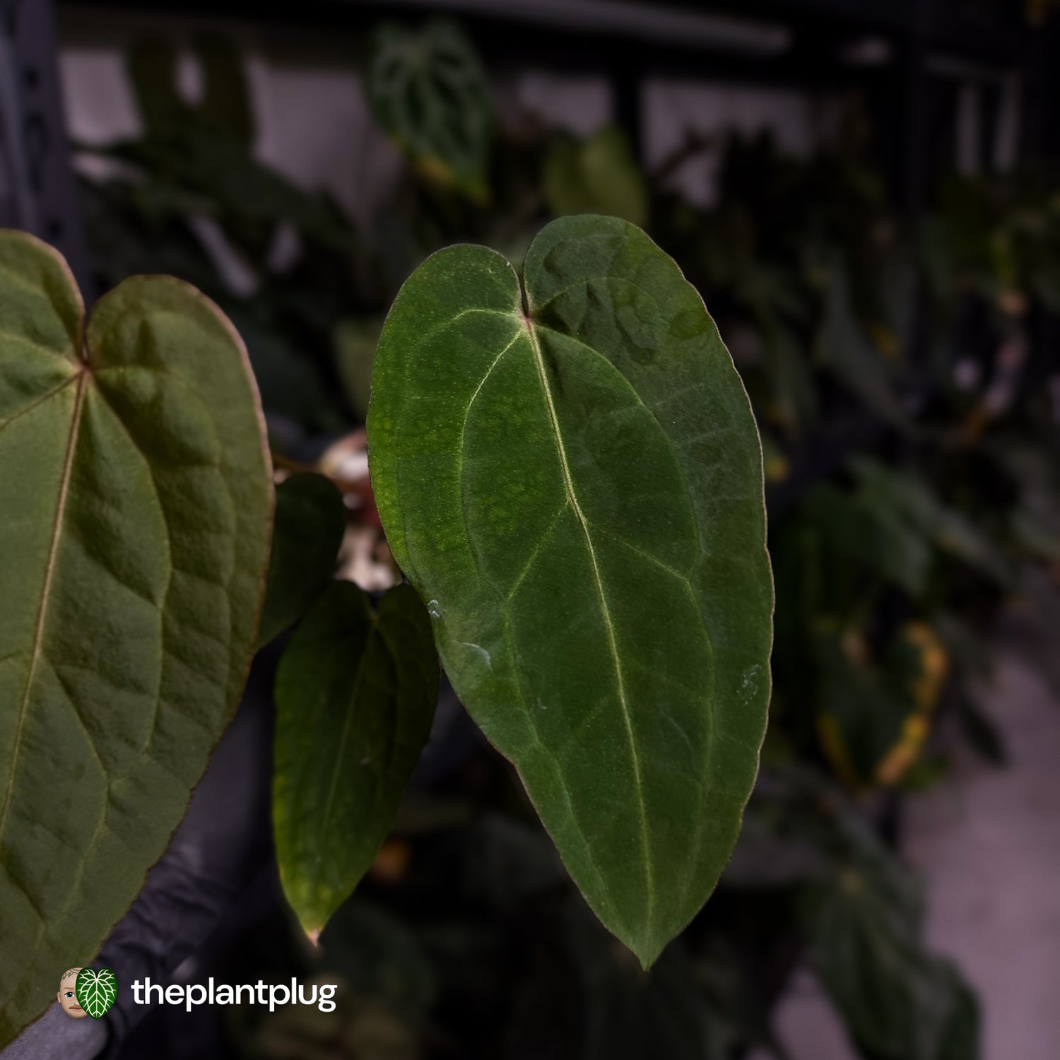 Anthurium 'Ruby Zoisite' x 'Jayda' • first release 🎉
