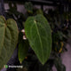 Anthurium 'Ruby Zoisite' x 'Jayda' • first release 🎉