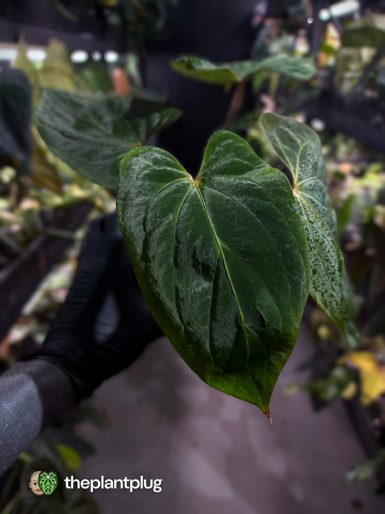 Anthurium kunayalense x dressleri 🔥