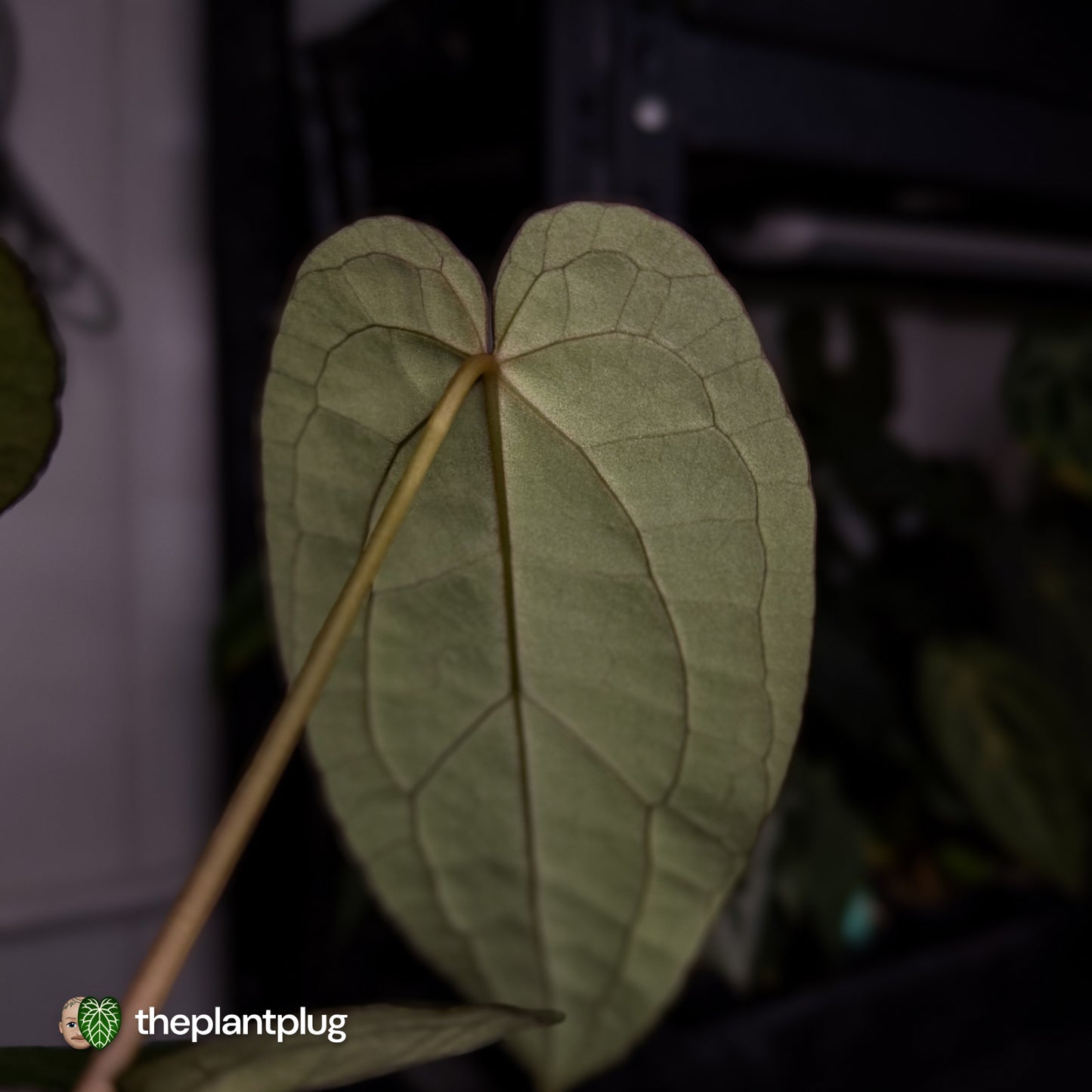 Anthurium 'Ruby Zoisite' x 'Jayda' • first release 🎉