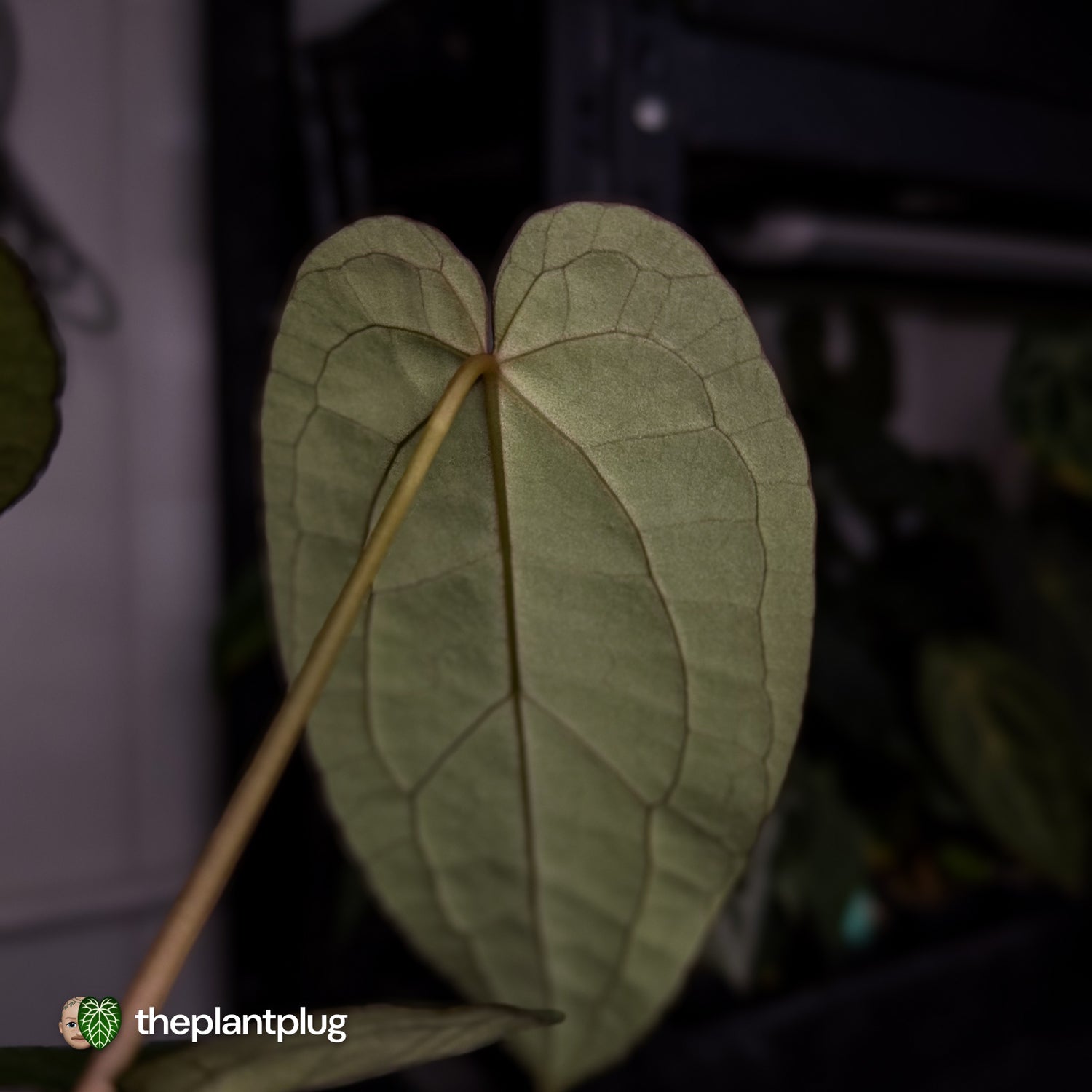 Anthurium 'Ruby Zoisite' x 'Jayda' • first release 🎉