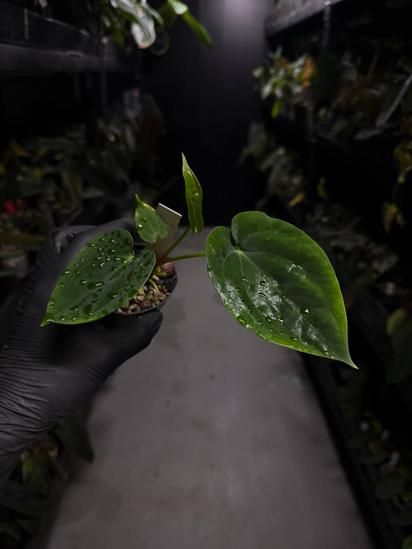 Anthurium papillilaminum 'RA6' x antolakii / 'BVEP' ('Round x RA')