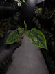 Anthurium papillilaminum 'RA6' x antolakii / 'BVEP' ('Round x RA')