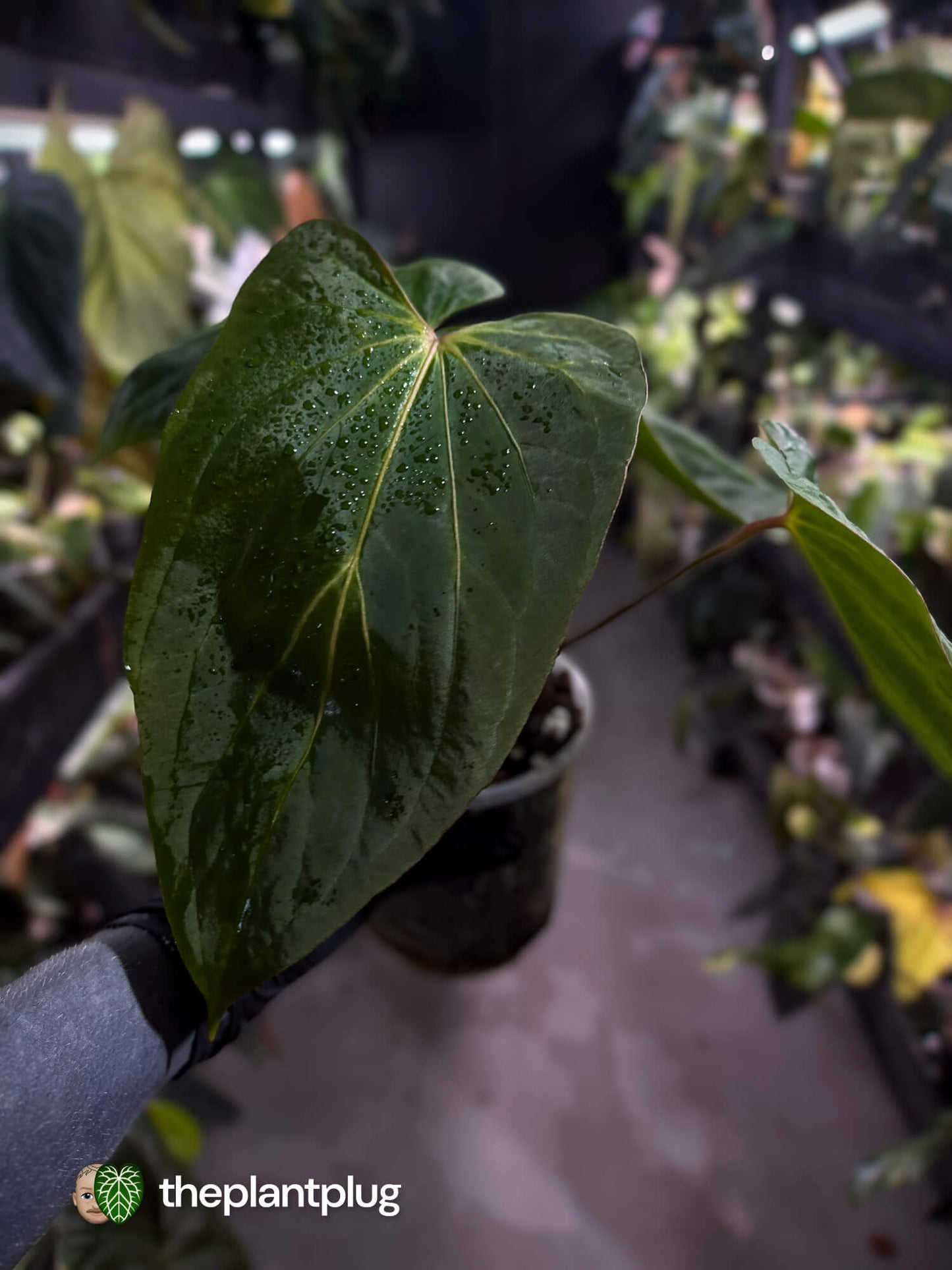 Anthurium kunayalense x dressleri 🔥