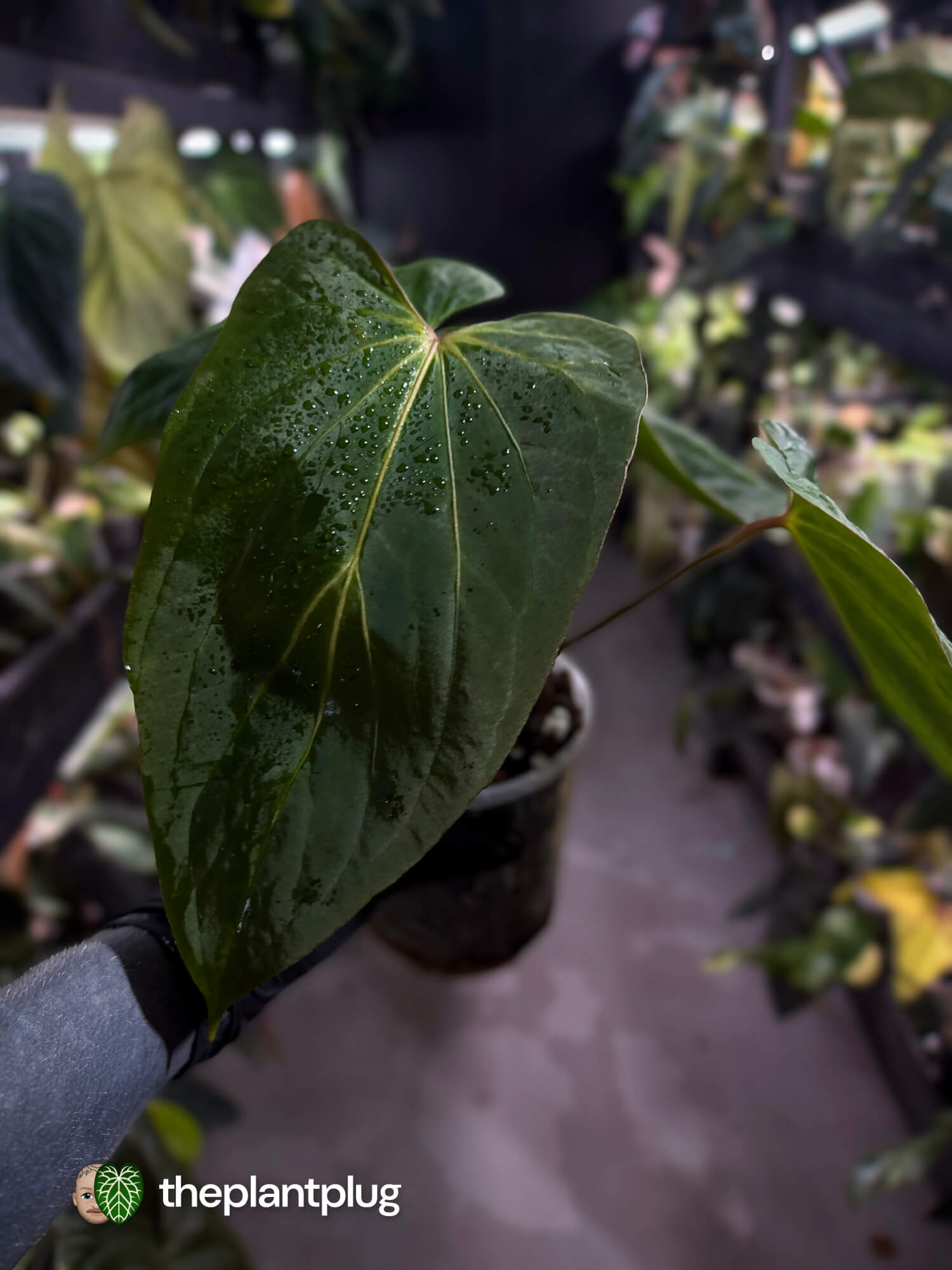 Anthurium kunayalense x dressleri 🔥