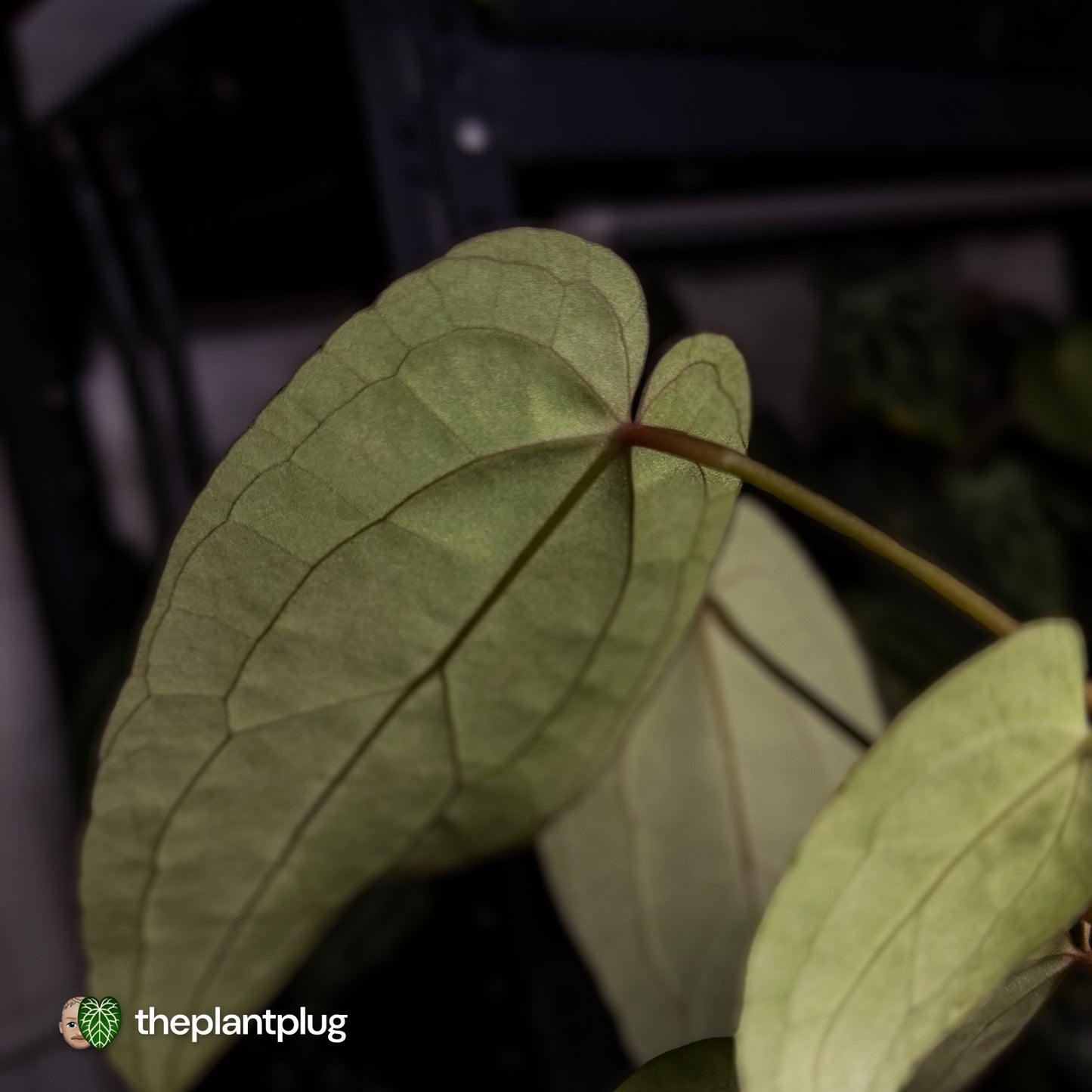Anthurium 'Ruby Zoisite' x 'Jayda' • first release 🎉