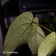 Anthurium 'Ruby Zoisite' x 'Jayda' • first release 🎉
