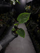 Anthurium papillilaminum 'RA6' x antolakii / 'BVEP' ('Round x RA')