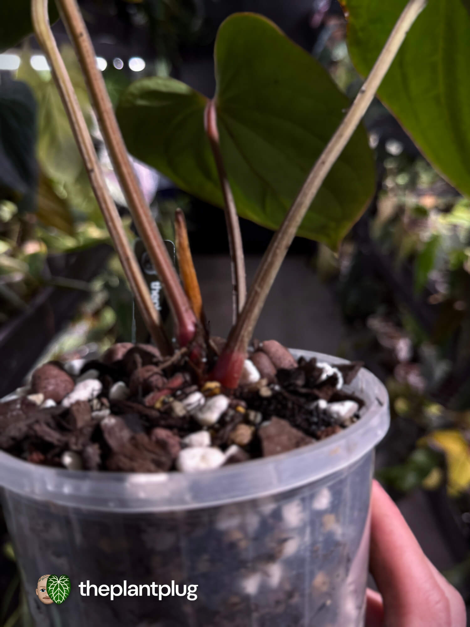 Anthurium kunayalense x dressleri 🔥