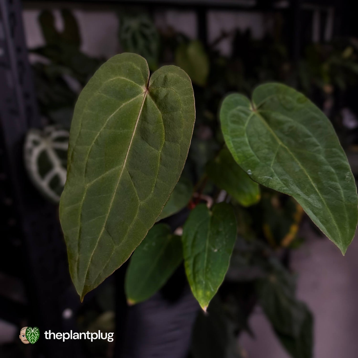 Anthurium 'Ruby Zoisite' x 'Jayda' • first release 🎉