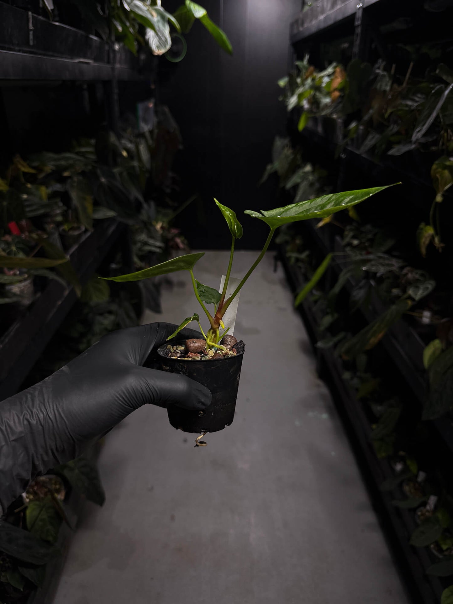 Anthurium papillilaminum 'RA6' x antolakii / 'BVEP' ('Round x RA')