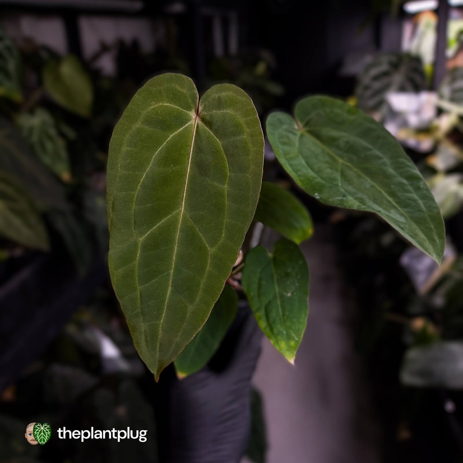 Anthurium 'Ruby Zoisite' x 'Jayda' • first release 🎉