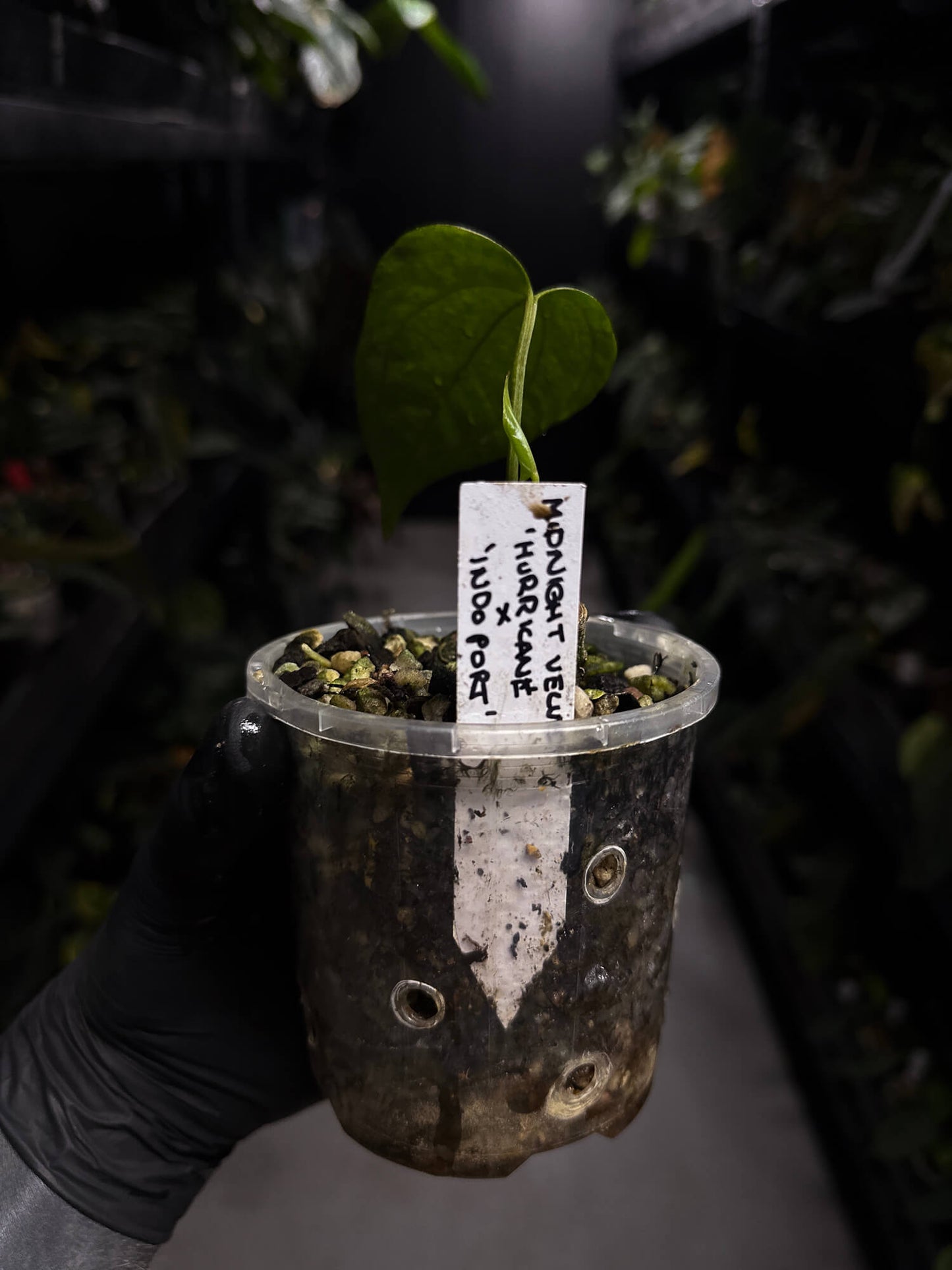 Anthurium #MidnightVelvet x 'Indo Portillae'