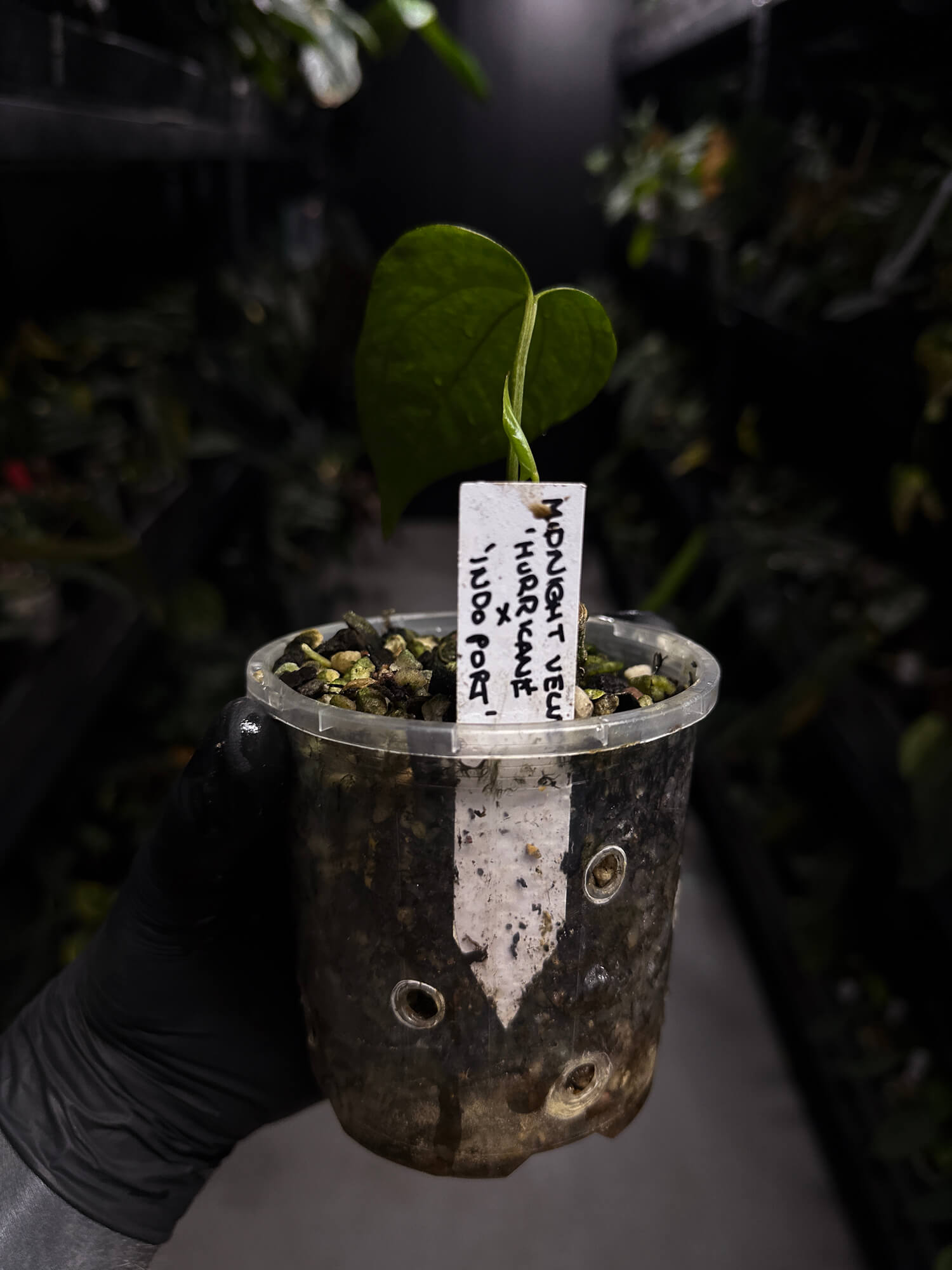 Anthurium #MidnightVelvet x 'Indo Portillae'