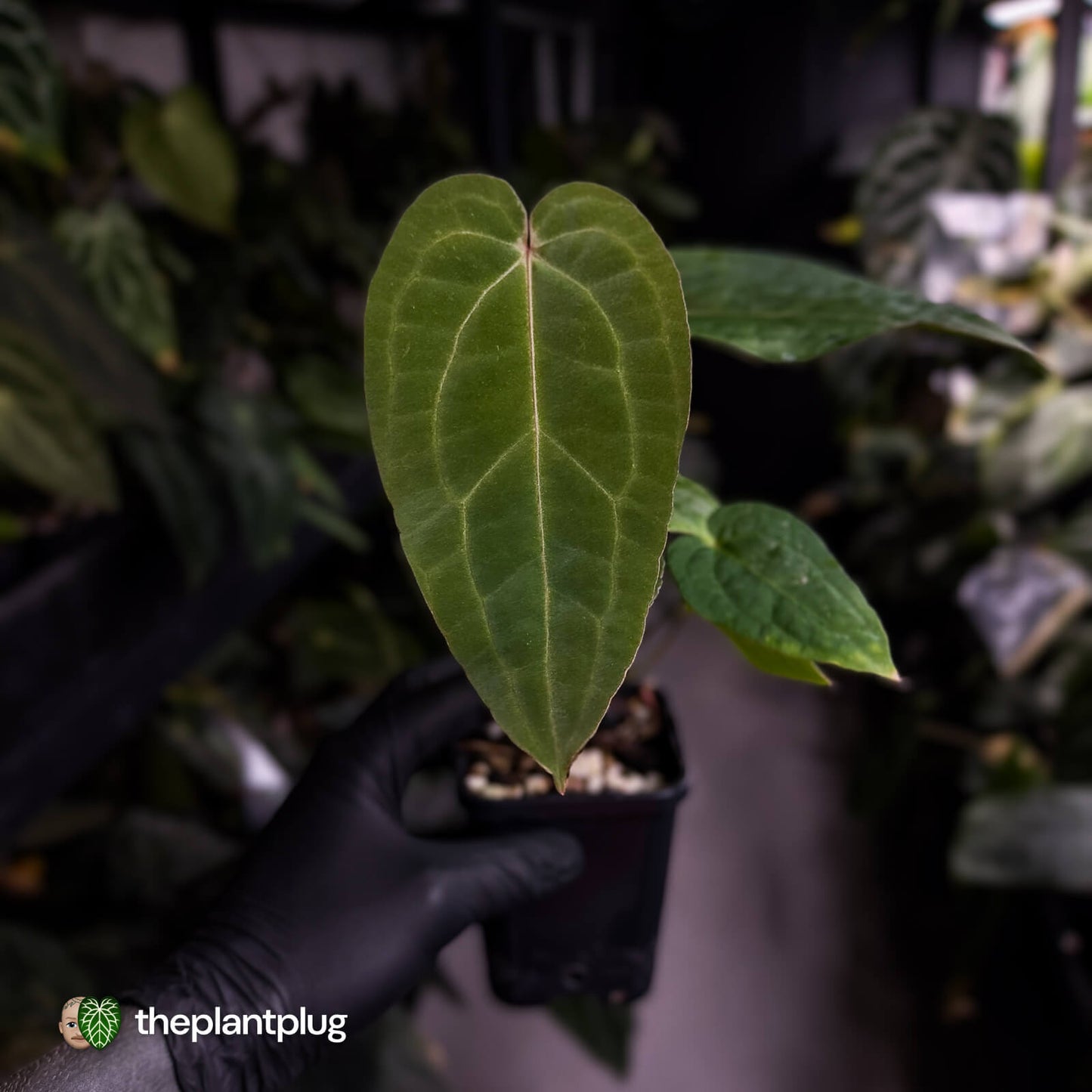 Anthurium 'Ruby Zoisite' x 'Jayda' • first release 🎉