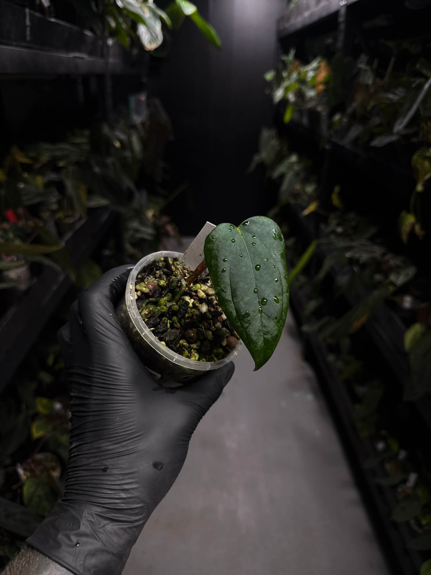 Anthurium #MidnightVelvet x 'Indo Portillae'