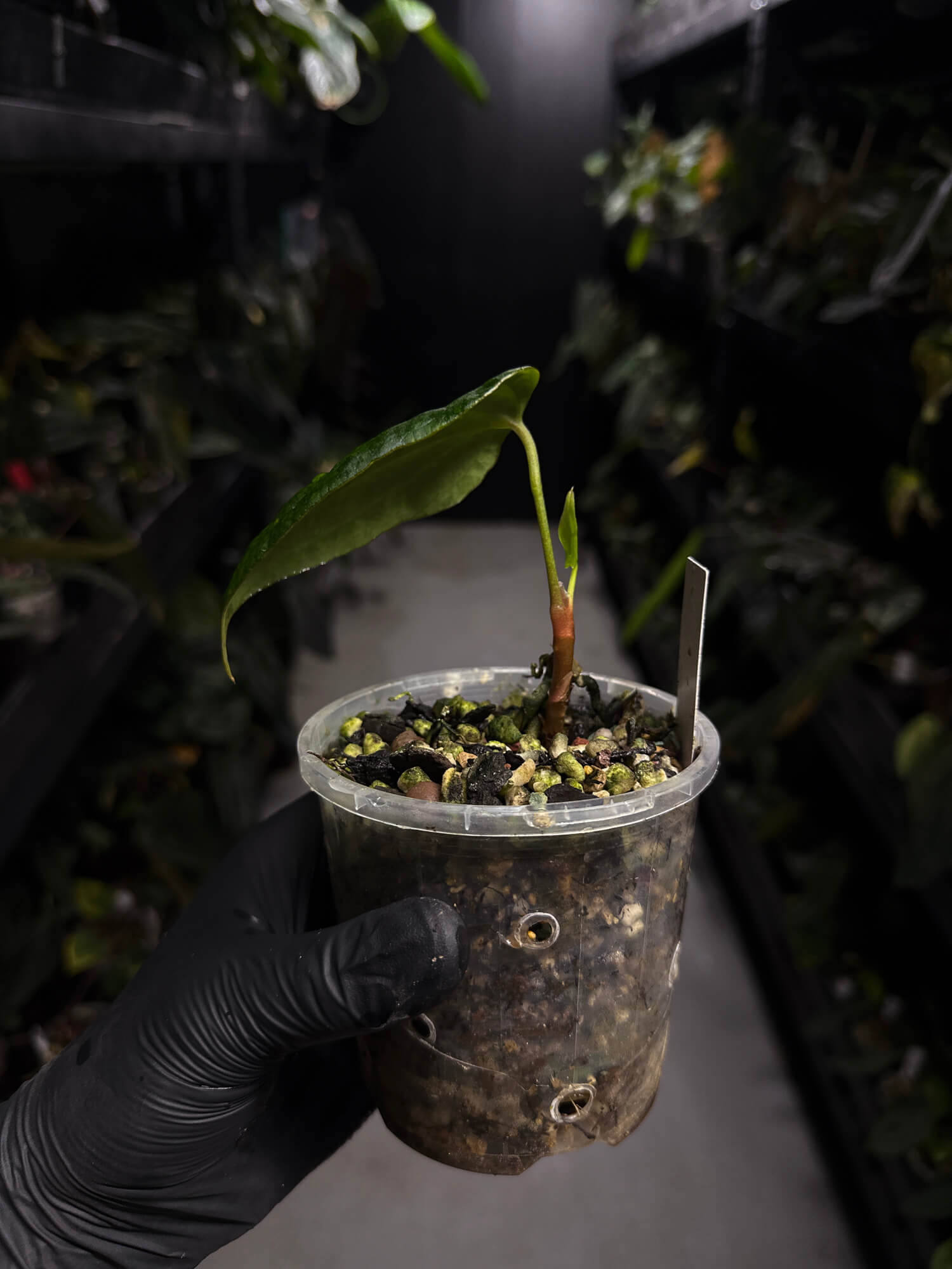 Anthurium #MidnightVelvet x 'Indo Portillae'