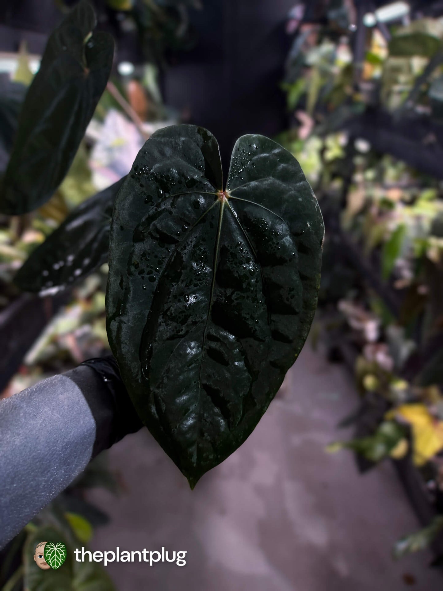Anthurium #MidnightVelvet 'Deep Ruby' x 'Bloodmoon' 🩸