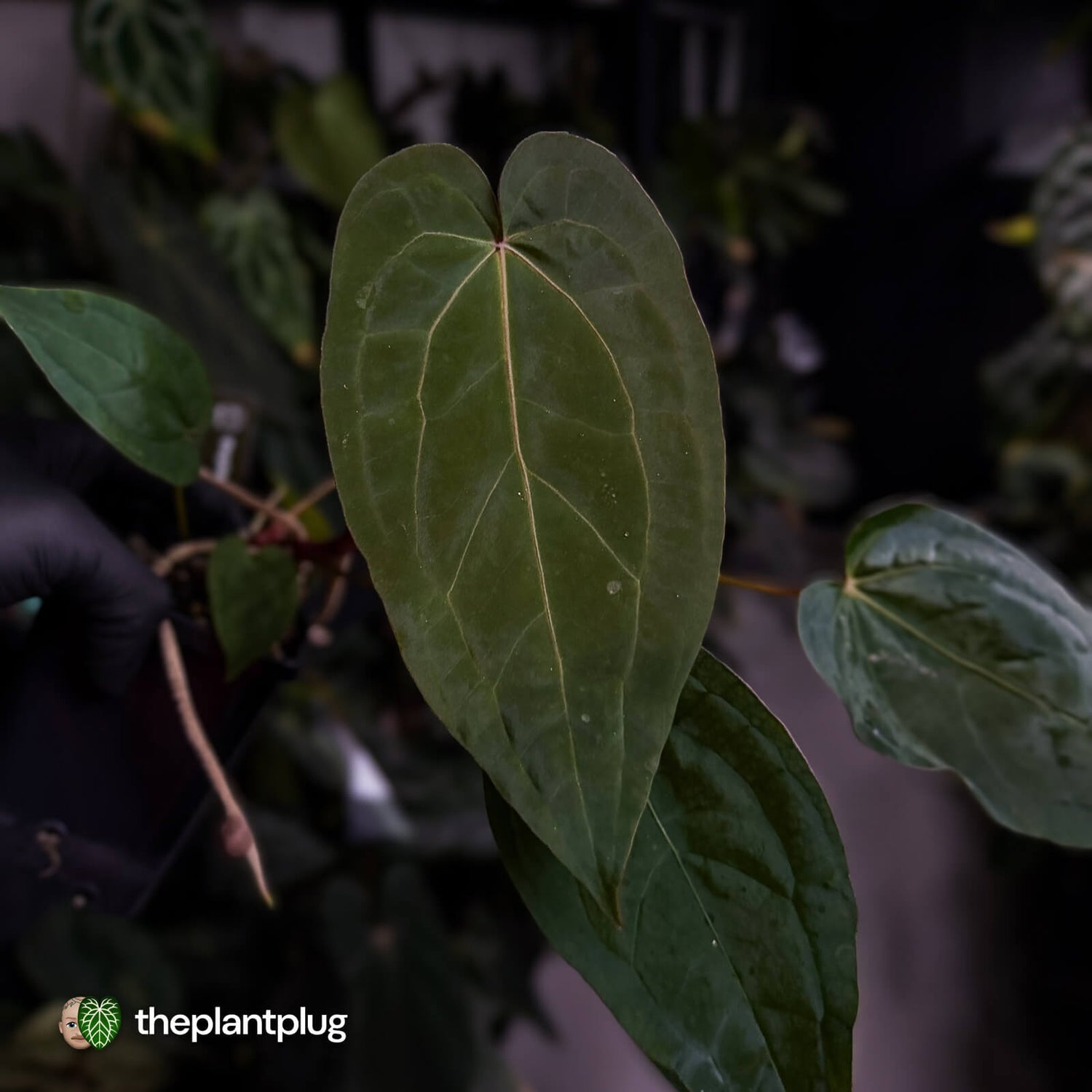 Anthurium 'Dropbear' x 'Jayda'