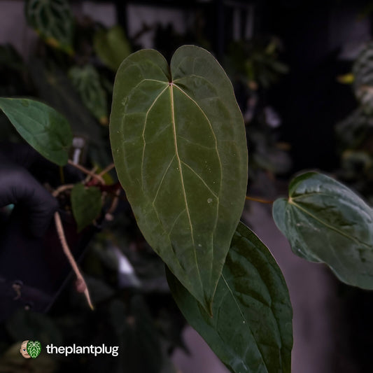 Anthurium 'Dropbear' x 'Jayda'