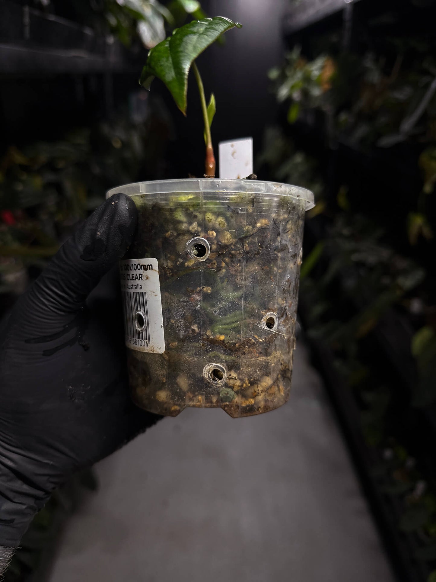 Anthurium #MidnightVelvet x 'Indo Portillae'