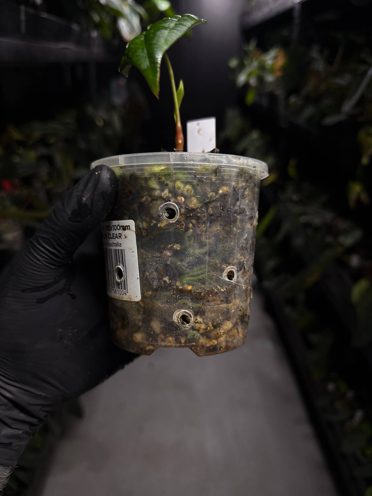 Anthurium #MidnightVelvet x 'Indo Portillae'