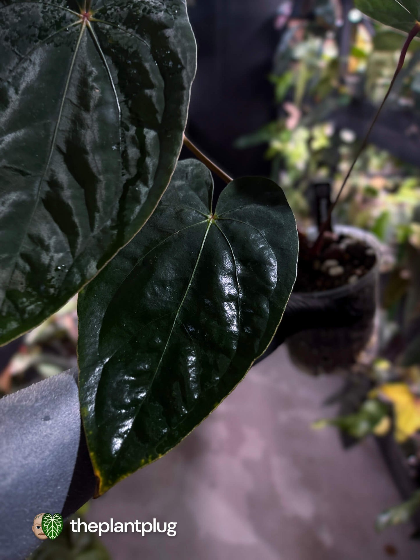 Anthurium #MidnightVelvet 'Deep Ruby' x 'Bloodmoon' 🩸