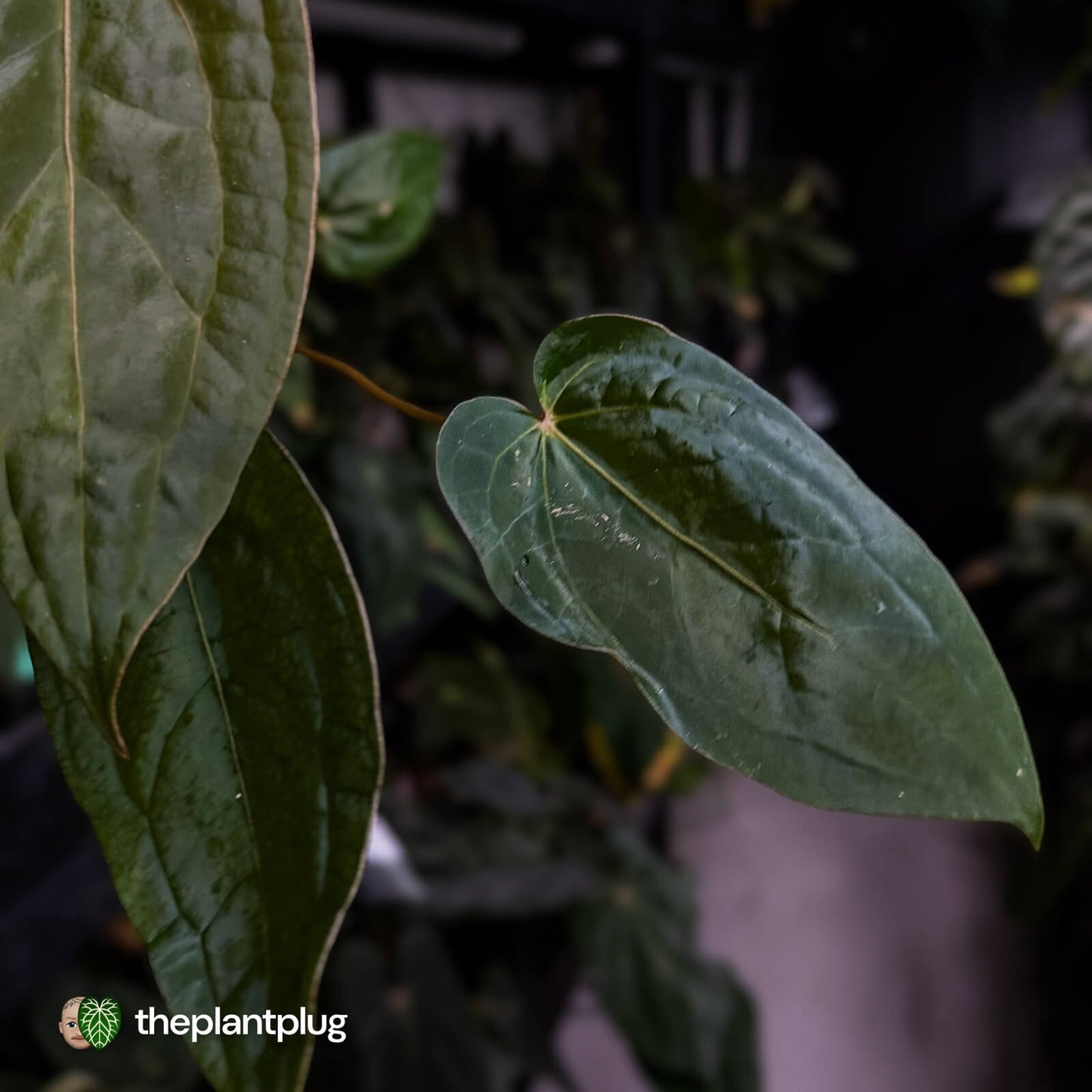 Anthurium 'Dropbear' x 'Jayda'