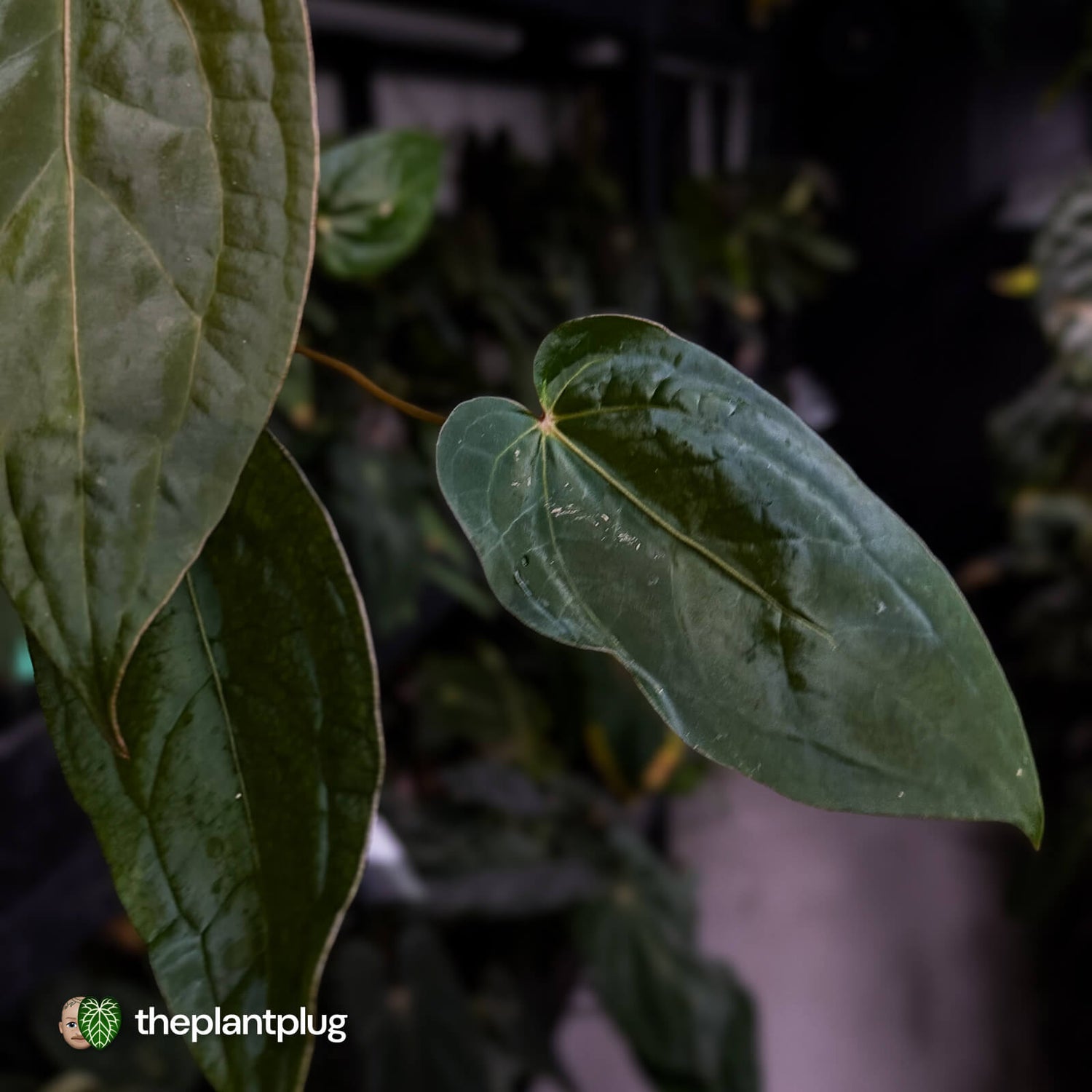 Anthurium 'Dropbear' x 'Jayda'