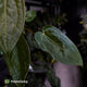 Anthurium 'Dropbear' x 'Jayda'