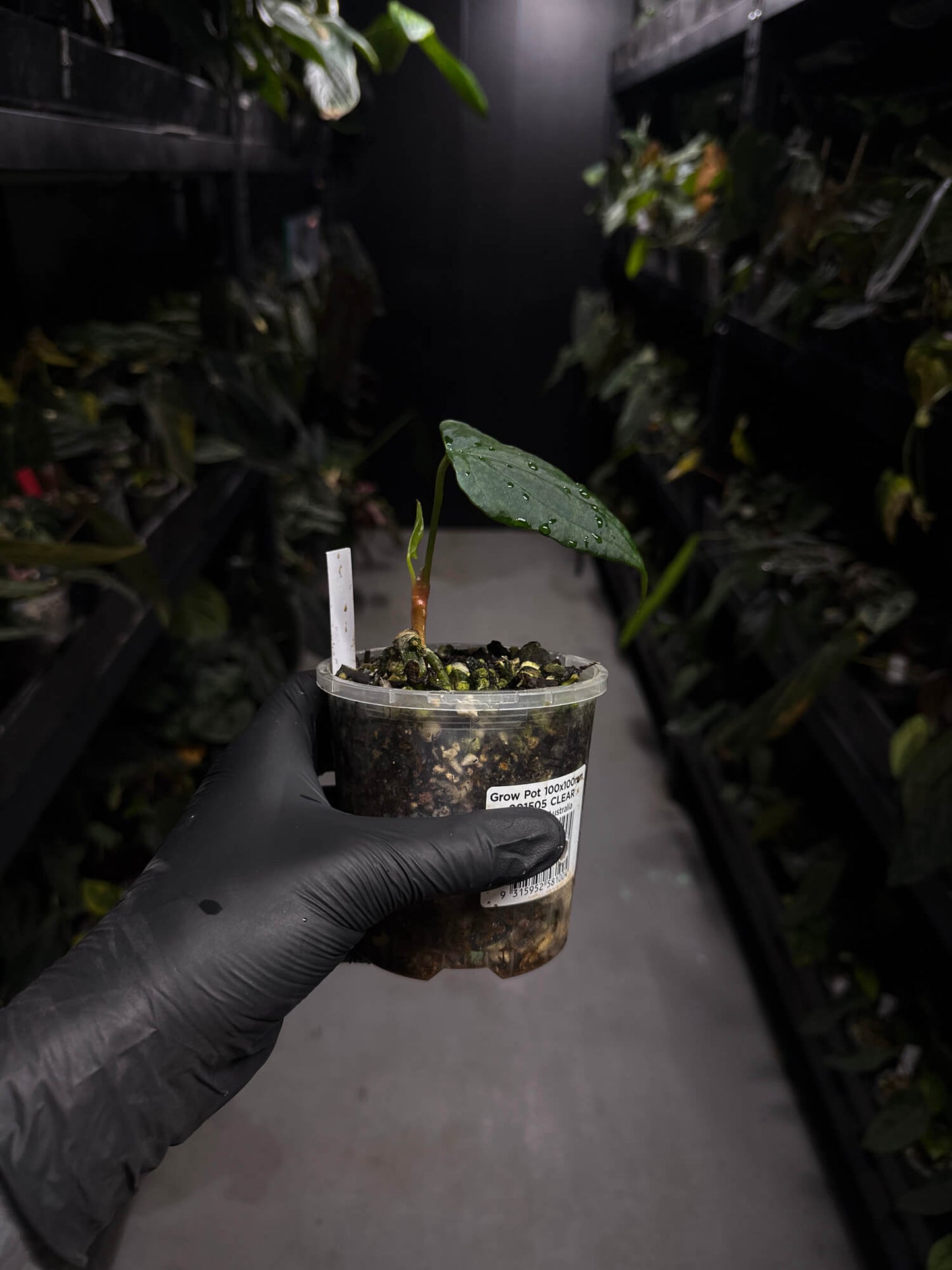 Anthurium #MidnightVelvet x 'Indo Portillae'