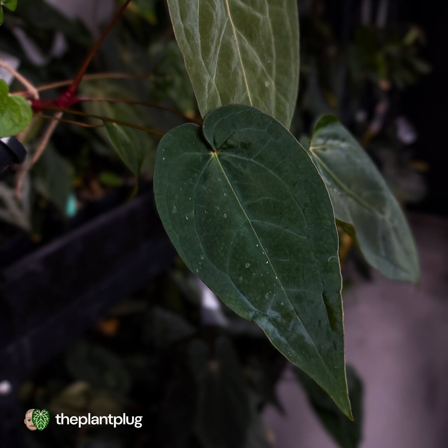 Anthurium 'Dropbear' x 'Jayda'