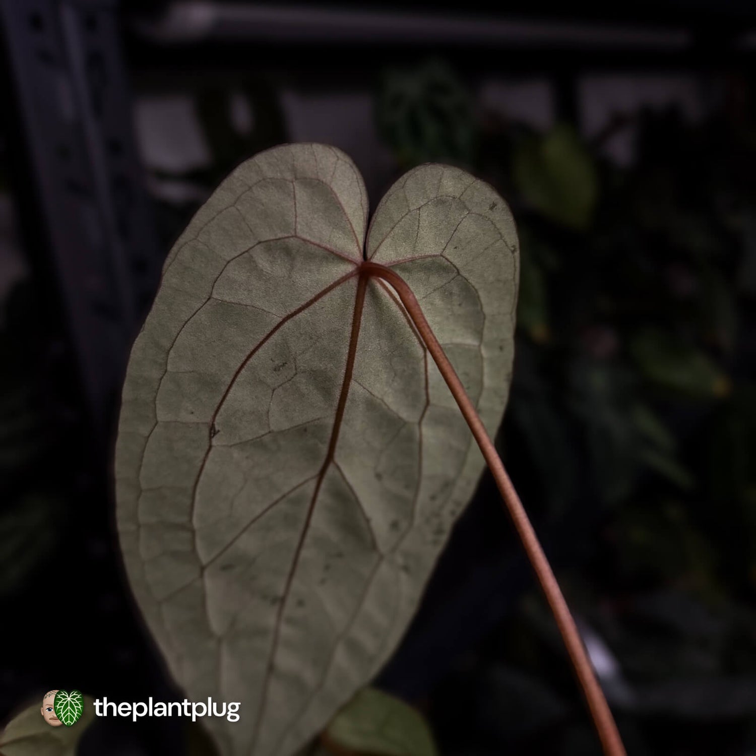 Anthurium 'Dropbear' x 'Jayda'
