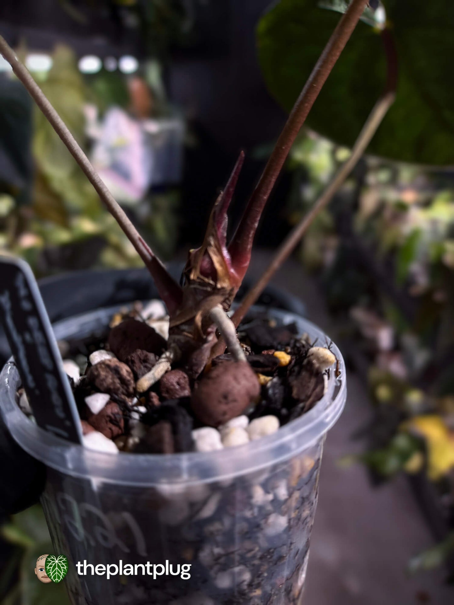 Anthurium #BlackBasilisk '1' • select plant