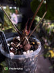 Anthurium #BlackBasilisk '1' • select plant